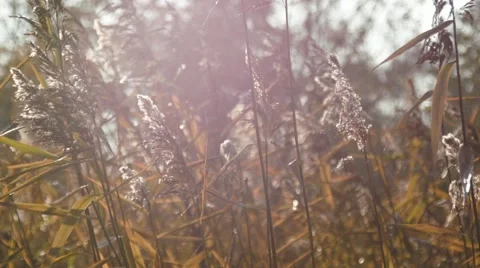Wild grass. WIndy weather. Stock-Footage 42753706