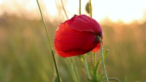 Wild grasses and red corn poppies in slow motion at sunset Video stock 243079245