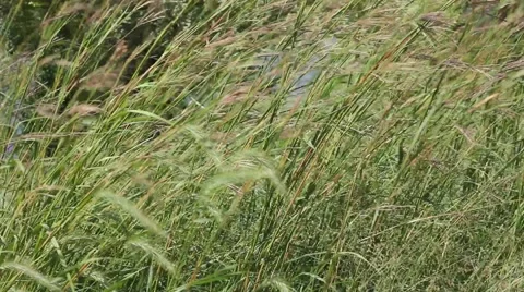 Wild Grasses Blowing in the Wind Stock Footage 52795044