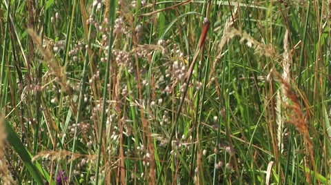 Wild grasses blowing in the wind Stock Footage 57361215