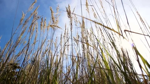 Wild grasses blowing in the wind Stock Footage 81612239
