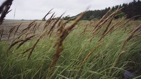 Wild grasses blowing in the wind Stock Footage 81938607