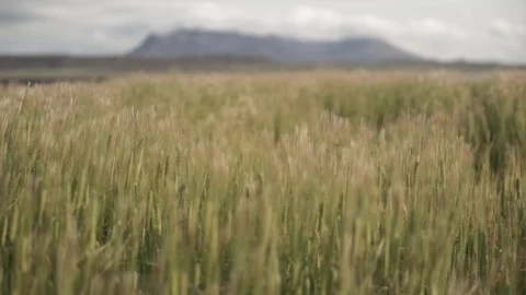 Wild grasses blowing in the wind. Stock Footage 99726653