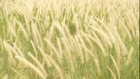 Wild grasses blowing in the wind Stock Footage 135035111