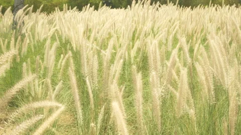 Wild grasses blowing in the wind, roadside grass flowers Video stock 238823271