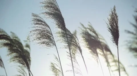 Wild grasses blowing in the wind. Shot in slow motion 스톡 동영상 51069887
