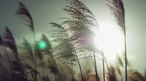 Wild grasses blowing in the wind. Shot in slow motion Video stock 51069921