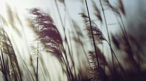 Wild grasses blowing in the wind. Shot in slow motion Stock Footage 51069941