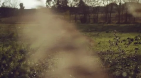 Wild grasses blowing in the wind. Shot in slow motion Stock Footage 51070327