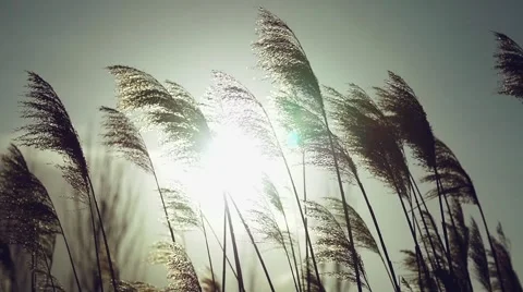 Wild grasses blowing in the wind. Shot in slow motion Stock Footage 51070405