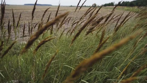Wild grasses blowing in the wind. Shot in slow motion Stock Footage 81987747
