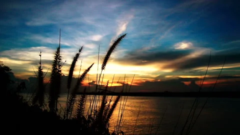 Wild grasses blowing in the wind at sunset time Stock Footage 135982373