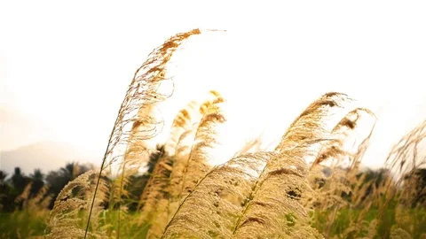 Wild grasses blowing in the wind, tranquil autumn landscape at sunset Stock Footage 76142457