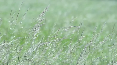 Wild grasses Stock Footage 7131017