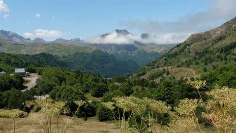 Wild grasses move with the wind on a mountain in the Pyrenees during summer.. Stock Footage 329761758