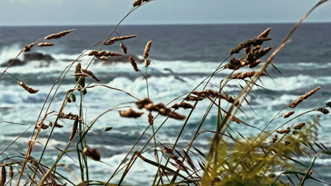 Wild Grasses Overlooking Ocean Waves Stock Footage 278043619