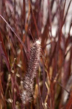 Wild grasses Stock Photos