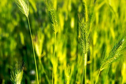 Wild grasses Stock Photos