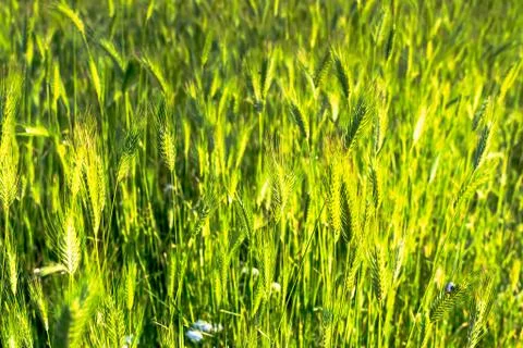 Wild grasses Stock Photos