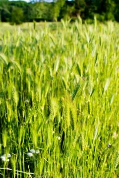 Wild grasses Stock Photos
