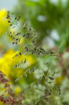 Wild grasses Фото