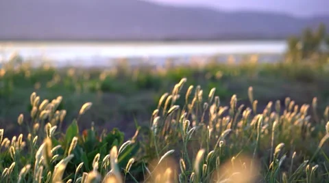 Wild grasses at sunset on wind Stock Footage 63446489