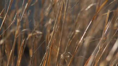 Wild grasses on top of Stone Mountain, Georgia Video stock 74489008