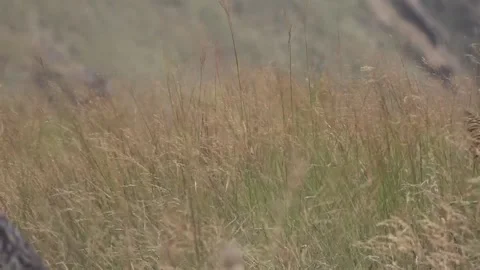 Wild grasses in the wind Stock Footage 161889624