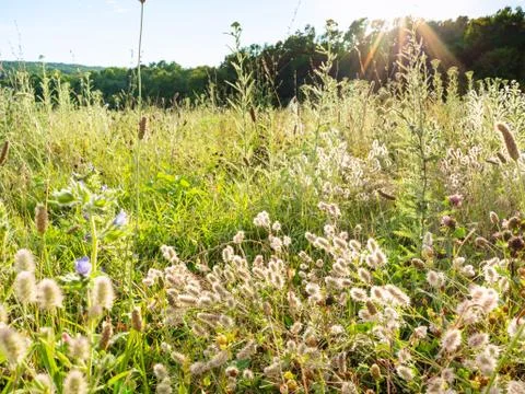 Wild grassplot illuminated by sun at summer sunset Stock Photos