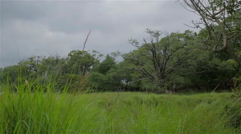 Wild, Grassy Field with Old Trees Stock Footage 49506983