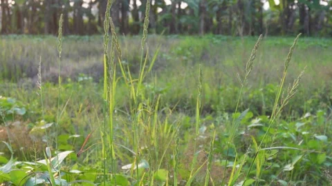 Wild grassy meadow Stock Footage 329376405