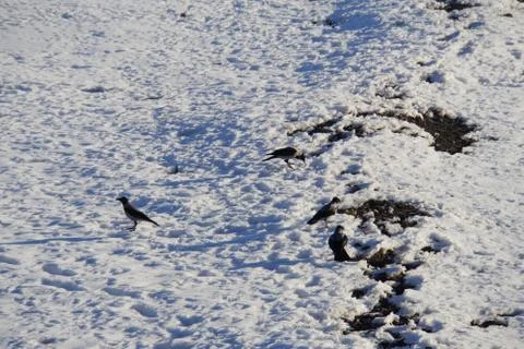 Wild gray crows Corvus cornix walking on frozen lake in park of Caucasus Stock Photos