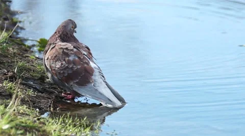 Wild gray dove bathing in the pond Video stock 61800022