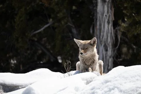 Wild Gray Fox in the Winter with Snow Stock-Fotos