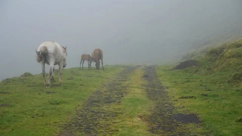 Wild gray horse going down the hill, in Green Fields. Azores, Portugal Stock Footage 116464541