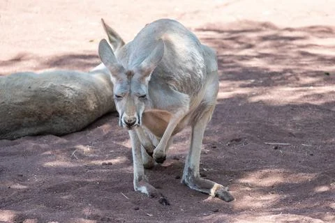 Wild gray kangaroo standing in its naturalistic enclosure at Guadalajara Zoo. Stock Photos