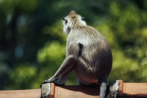 Wild Gray Langur Monkey Resting on a Rooftop in Lush Green Surroundings Stock Photos