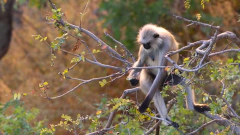 Wild gray langur monkey sitting on a tree branch and eating leaves from tre.. Stock Footage 327635065