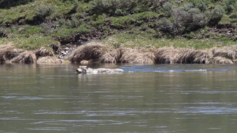 Wild Gray timber wolf crossing the Yellowstone River Stock Footage 101121873