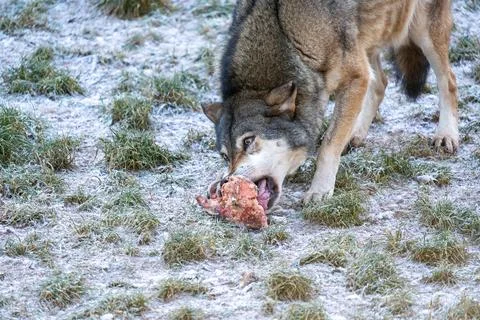 Wild Gray Wolf Feasting On Raw Meat On Frosty Grass In An Open Field During Stock Photos
