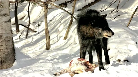 A Wild Gray Wolf Feed on a Deer Carcass (wild wolf photographed from a blind) Video stock 10995805