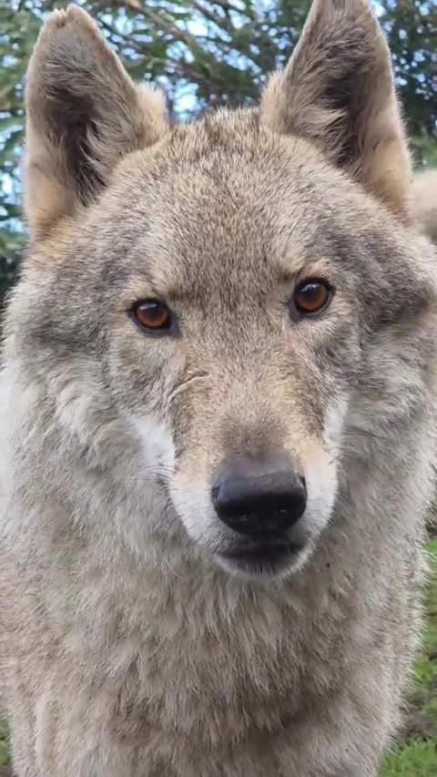 Wild gray wolf focusing its gaze with alert eyes and thick fur Stock Footage 341731862