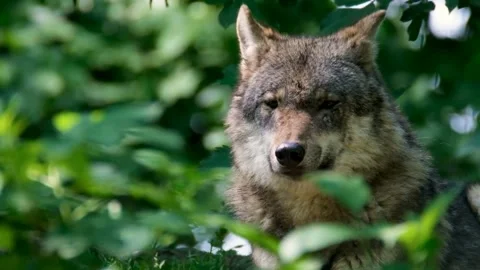 Wild Gray Wolf Hidden in Forest Foliage - Intense Portrait* Stock Footage 343132467