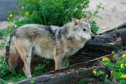 Wild gray wolf 写真素材