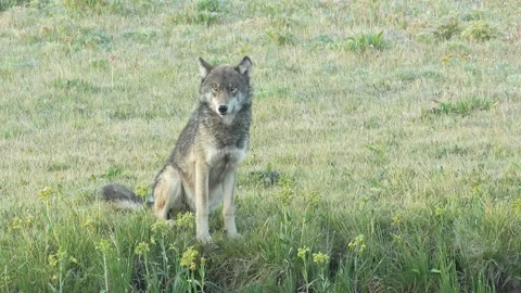 Wild gray wolf sitting in the green grassy meadow Stock-Footage 339305737