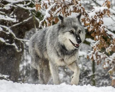 Wild gray wolf walking through snow in a forest during winter, showcasing i.. Foto stock