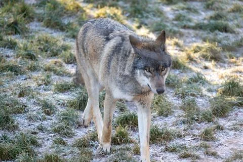 Wild Gray Wolf Walking Through Frosty Grass Under Morning Light In a Natural Stock Photos