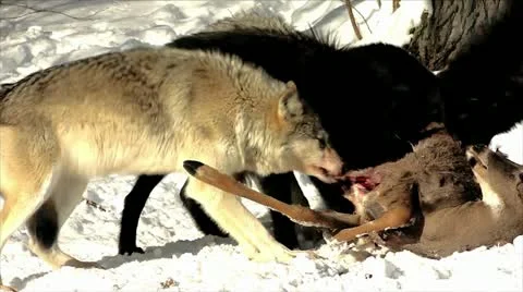 Wild Gray Wolves Feed on a Deer Carcass (wild pack photographed from a blind) Stock Footage 10953866
