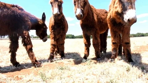 Wild grazing donkeys Stockbeeldmateriaal 101652466