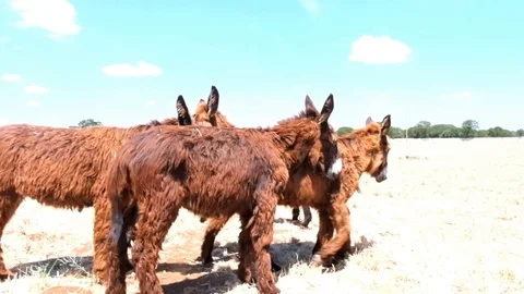 Wild grazing donkeys Stockbeeldmateriaal 101652501